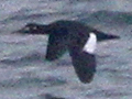 Velvet Scoter